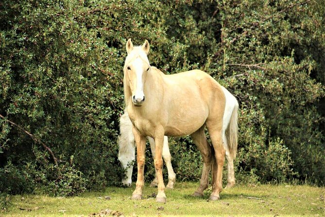 Horse Riding Chacan Mountain And Temple Of The Moon - What Is Included for the $65 Price