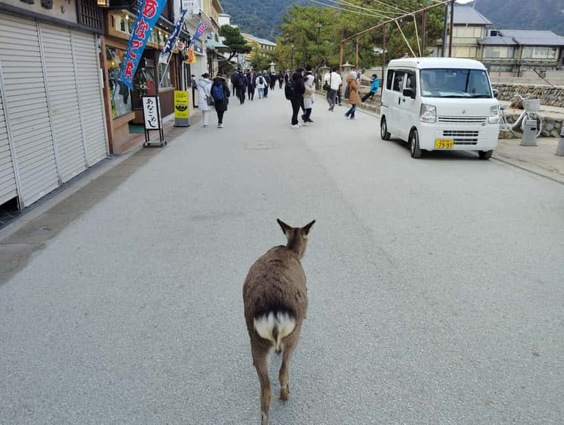Itsukushima Shrine: Guided Tour with a Local - Timing, comfort, and practical limits