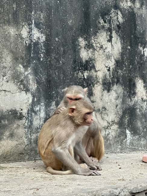 Jaipur: Monkey Temple and Sun Temple Guided Tour - Key points at a glance