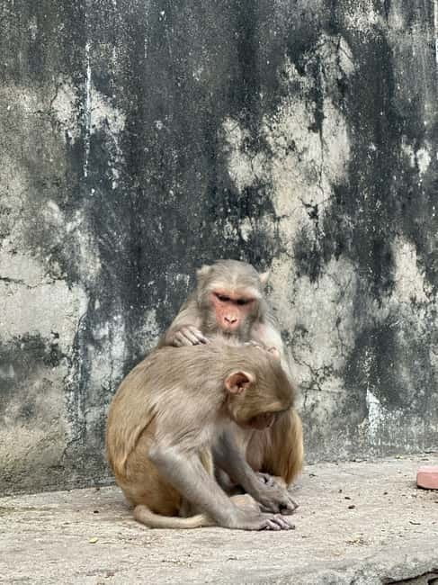Jaipur: Monkey Temple and Sun Temple Guided Tour - Why Galta Ji feels different from central Jaipur