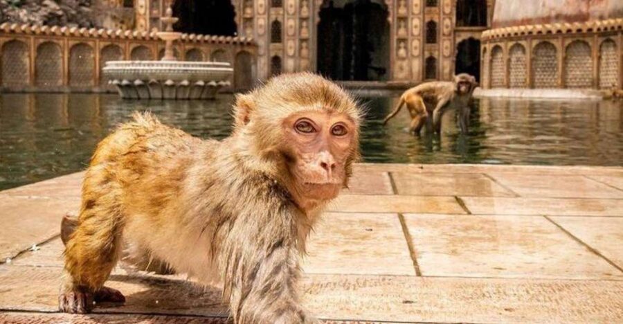Jaipur sightseeing tour with monkey temple (Galta ji temple) - Why this private Jaipur tour works well