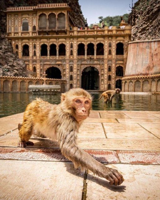 Jaipur sightseeing tour with monkey temple (Galta ji temple) - Panna Meena ka Kund and the geometry of a stepwell