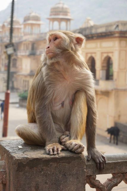 Jaipur sightseeing tour with monkey temple (Galta ji temple) - Hathi Gaon adds a quieter change of pace