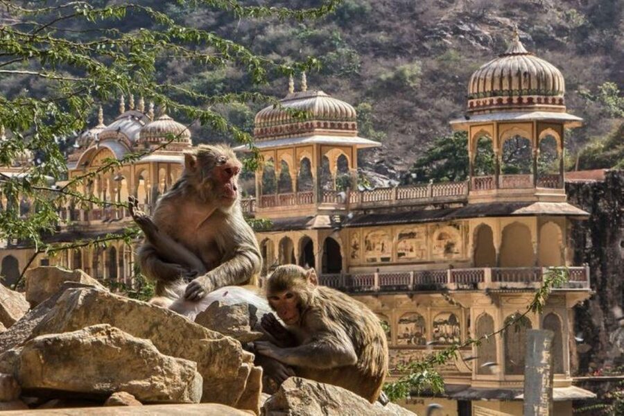 Jaipur sightseeing tour with monkey temple (Galta ji temple) - Lunch and shopping in Jaipur