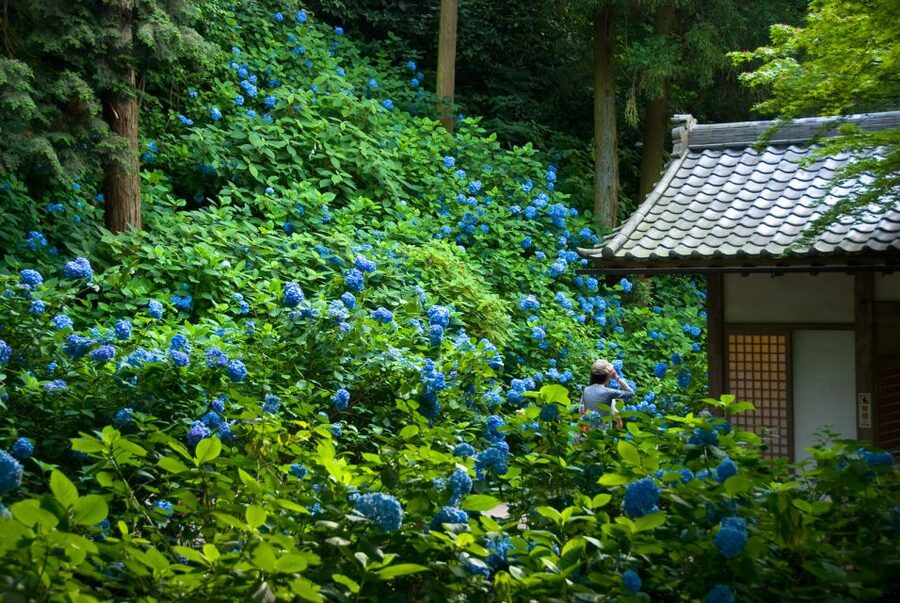 Kamakura: Great Buddha, Hase Temple, & Komachi Street Tour - Hase Temple, flowers, and figures with a purpose