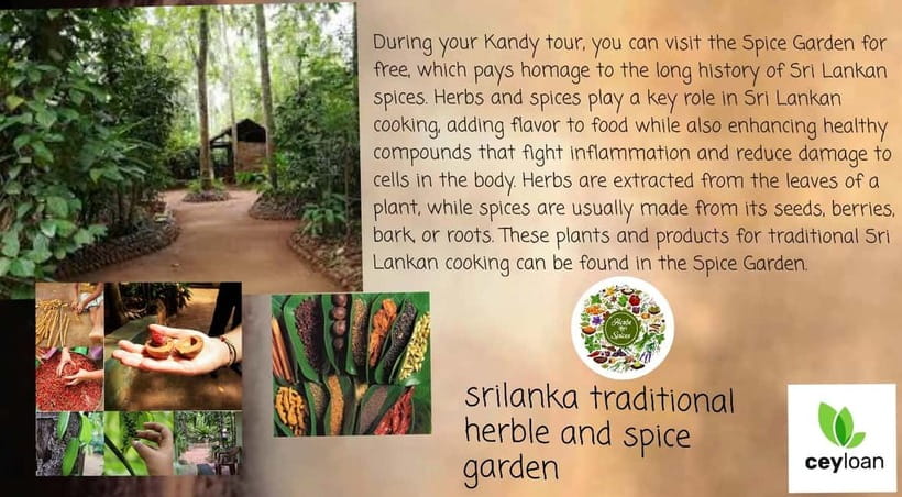Kandy: City Tour with Temple of the Tooth & Tea Garden - A look at university life