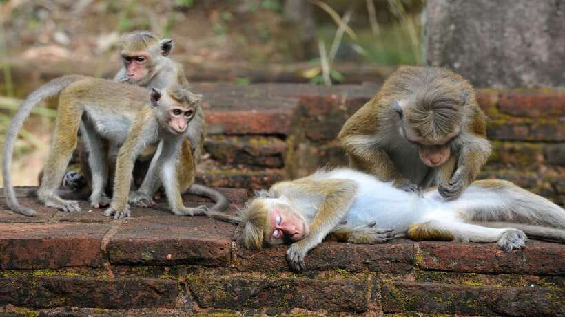 Kandy: Sigiriya Fortress & Cave Temple Full Day Private Tour - Who should book this experience?