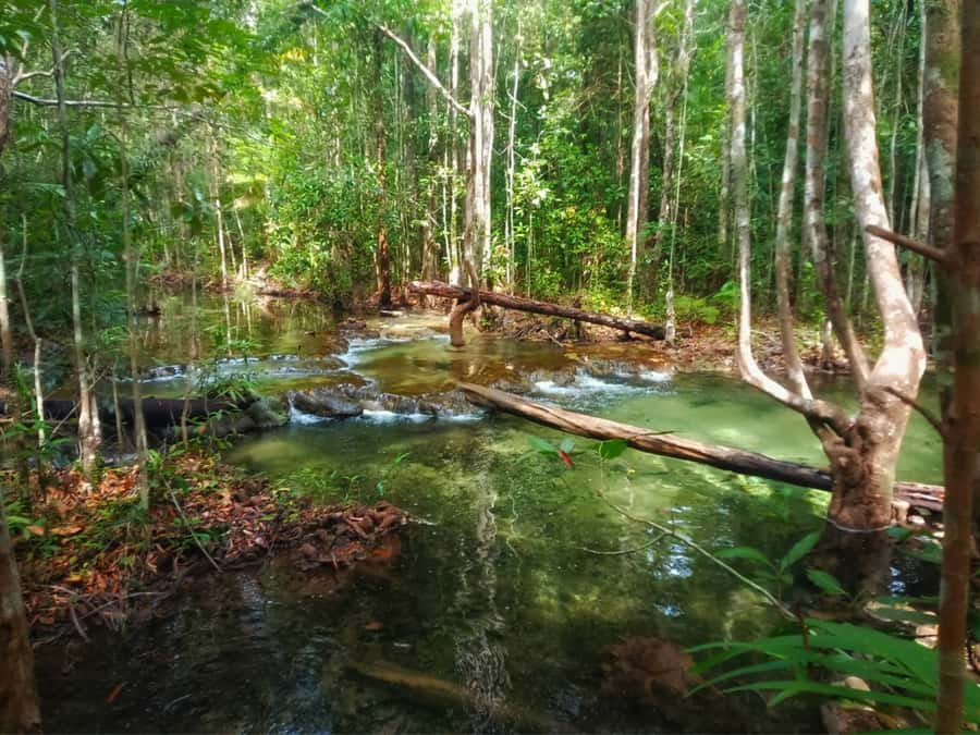 Ko Lanta: Full Day Emerald Pool&Hot Spring With Tiger Temple - Tiger Cave Temple and the 1,260-step decision