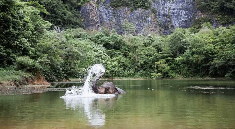 Krabi: Ethical Elephant Sanctuary & Tiger Cave Temple Tour - Feeding elephants without a riding show