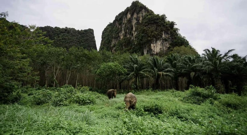 Krabi: Ethical Elephant Sanctuary & Tiger Cave Temple Tour - What ethical care means on this visit
