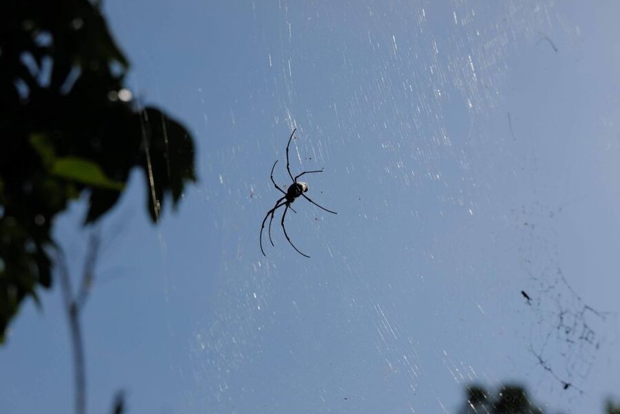Krabi Outback Explorer with Visit of Tiger Cave Temple - Key points at a glance