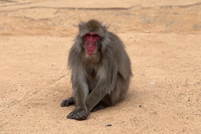 Kyoto: Arashiyama Bamboo Forest, Monkeys, Matcha & Temple Tour - Matcha gives the walking tour a useful break