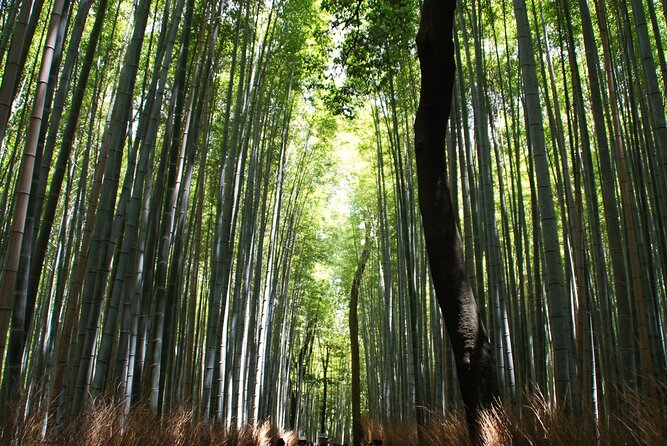 Kyoto: Arashiyama Bamboo Forest, Monkeys, Matcha & Temple Tour - Monkey Park Iwatayama is the active finale