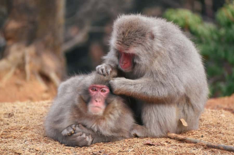 Kyoto: Arashiyama Unveiled Bamboo, Temple, Matcha, & Monkeys - Key points to know before booking