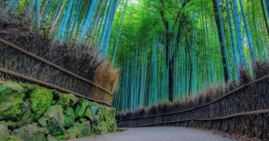 Kyoto: Arashiyama Unveiled Bamboo, Temple, Matcha, & Monkeys - Tenryu-ji: a quiet start in a major temple