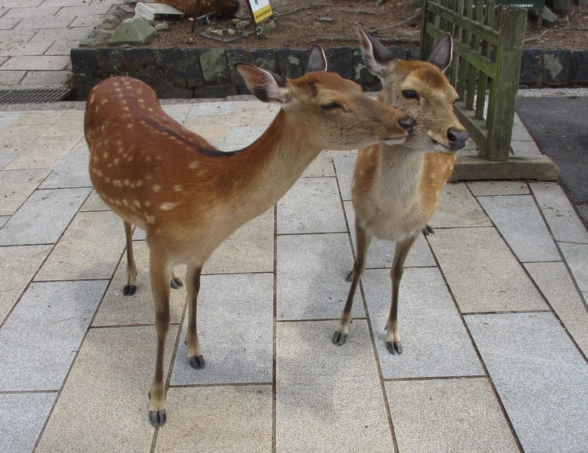 KYOTO-NARA: Giant Buddha Deer Pagoda "Geisya" (Italian, full day) - Ukimido and a short walk through Nara Park