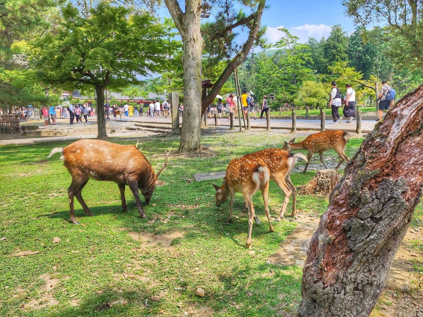 Kyoto: Nara, Todaiji, Kasuga Taisha Shrine Private Full Day - Starting at Kyoto Station and riding to Nara