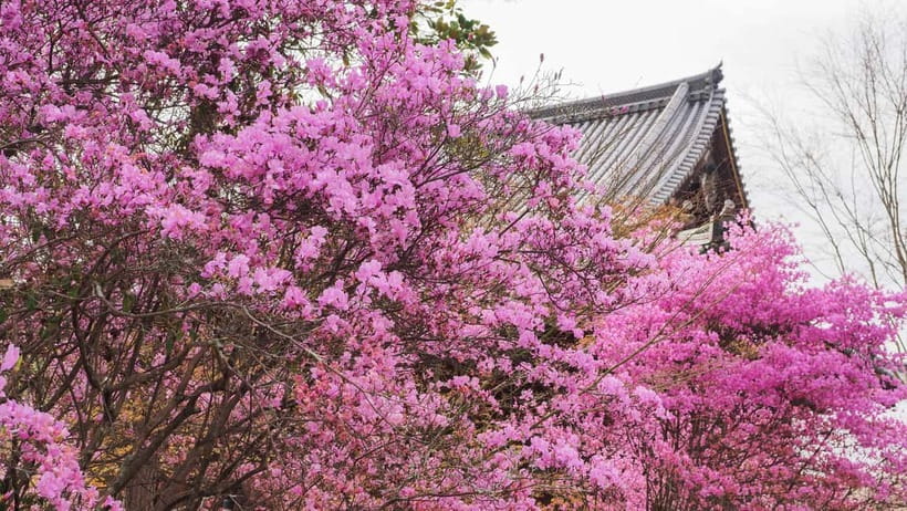 Kyoto: Ninnaji Temple Entry Ticket - Key points to know before you go