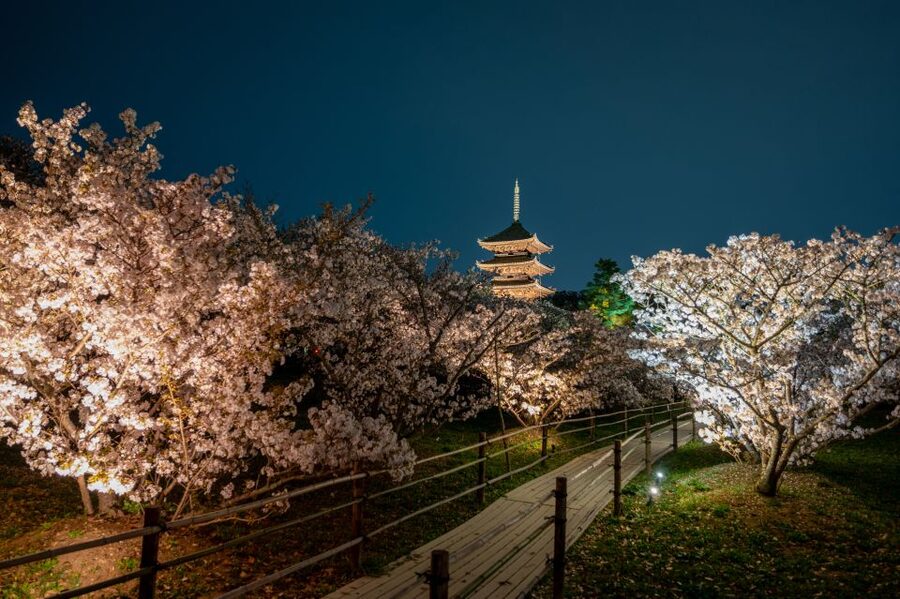 Kyoto: Ninnaji Temple Entry Ticket - Practical access and comfort notes