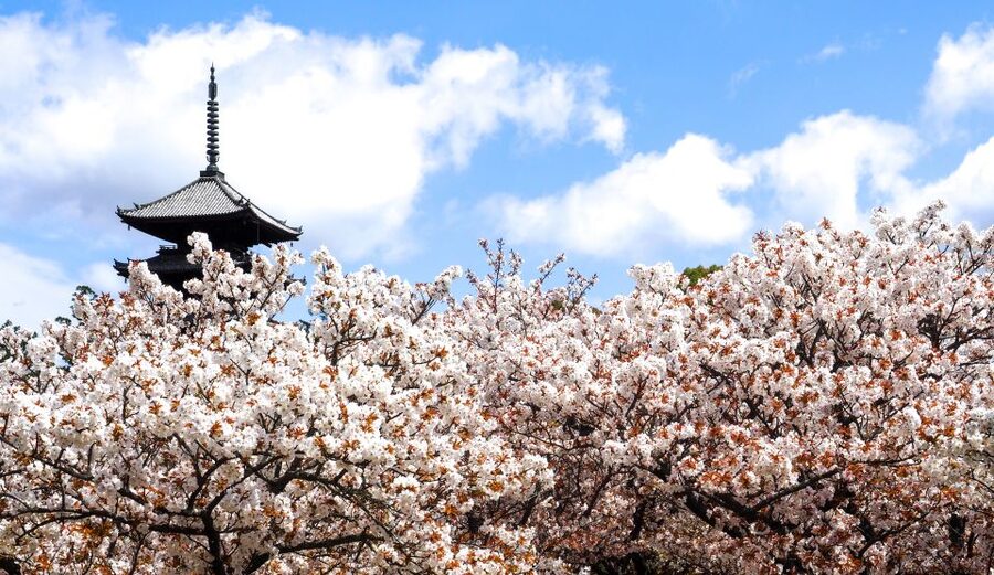 Kyoto: Ninnaji Temple Entry Ticket - The two-hour Omuro Pilgrimage course
