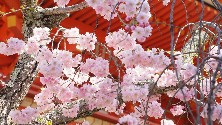 Kyoto: Ninnaji Temple Entry Ticket - What the $5 ticket is worth