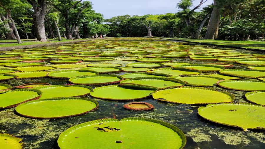 Mauritius: Northern Tour w/Port Louis Market, Temple & Beach - Port Louis Market and Fort Adelaide
