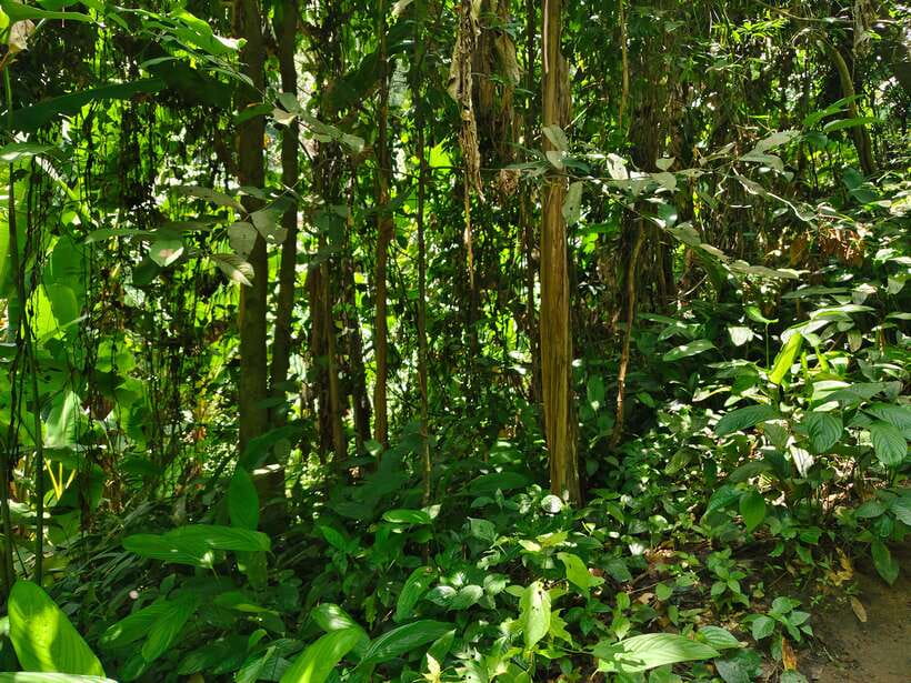 Monk trails hike, Wat Phalat, Monk chanting, Wat Doi Suthep. - Why the Monk Trail is the right start