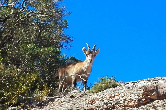 Montserrat Land of Shrines - One Day Small Group Hiking Tour from Barcelona - Is $137.80 a fair price?