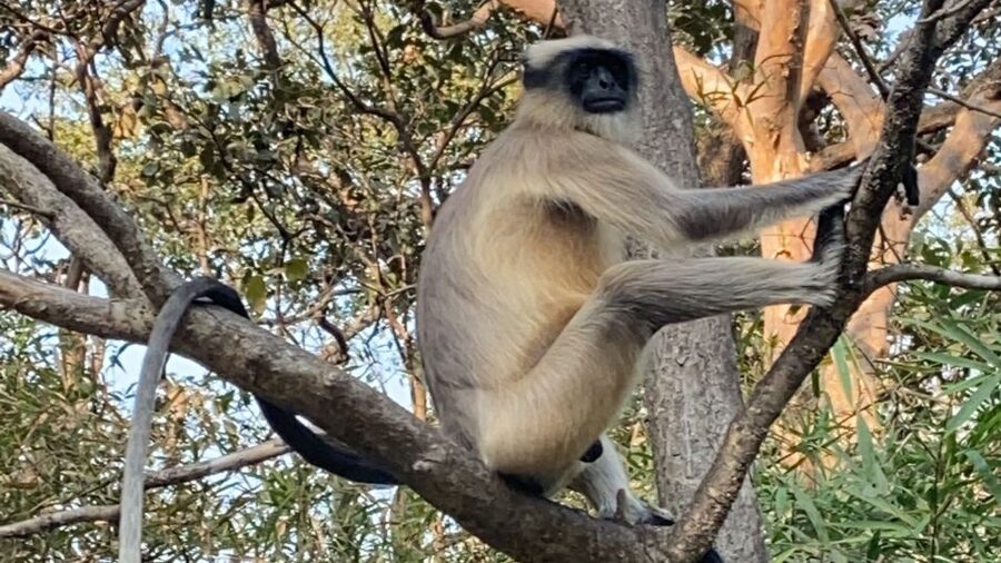 Mumbai: Kanheri Caves and The Golden Pagoda Temple - Who should book this outing?