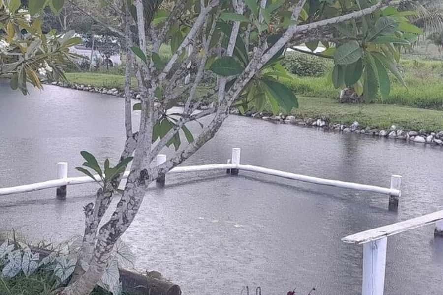 Nadi: Garden Village Hot Spring & Temple Highlights Tour - Should you book the Garden Village Hot Spring tour?