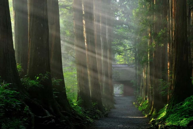 Nagano: Snow Monkeys & Togakushi Shrine Two-Spot in-One Day - Is $202 a good value?