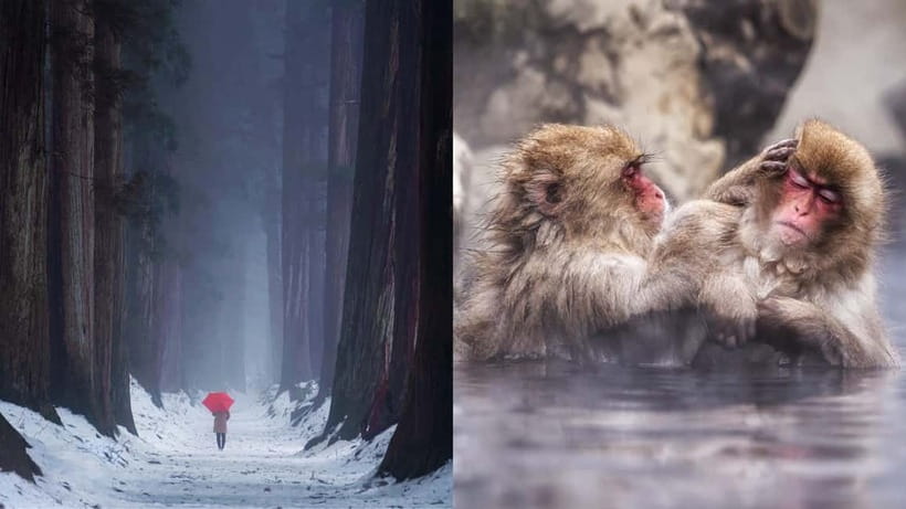 Nagano: Snow Monkeys & Togakushi Shrine Two-Spot in-One Day - Starting at Jigokudani Snow Monkey Park