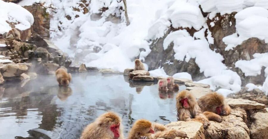 Nagano: Snow Monkeys, Zenko-ji Temple, and Lake Nojiri Tour - Key points at a glance