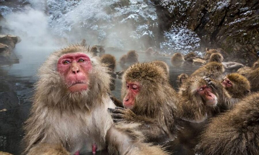 Nagano: Snow Monkeys, Zenko-ji Temple, and Lake Nojiri Tour - Shibu Onsen and Yudanaka offer a slower Nagano