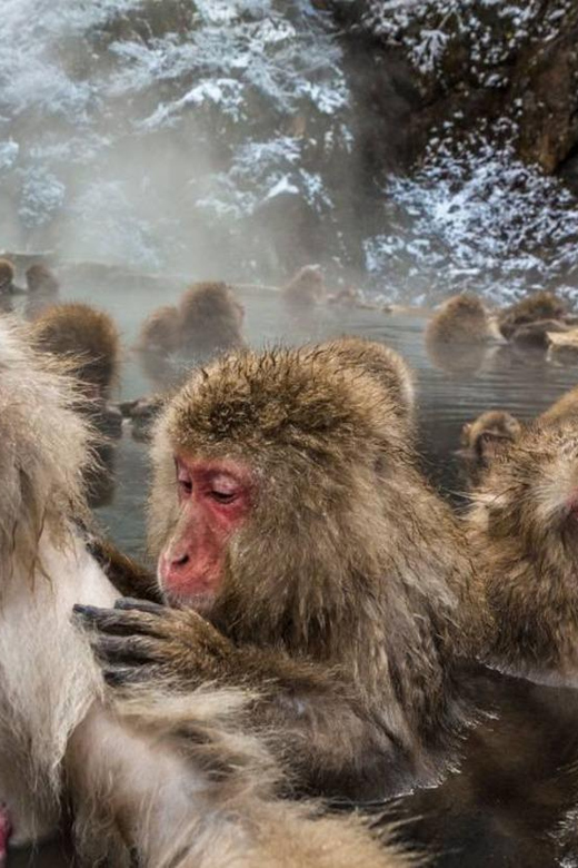 Nagano: Snow Monkeys, Zenko-ji Temple, and Lake Nojiri Tour - The private car is the main practical advantage
