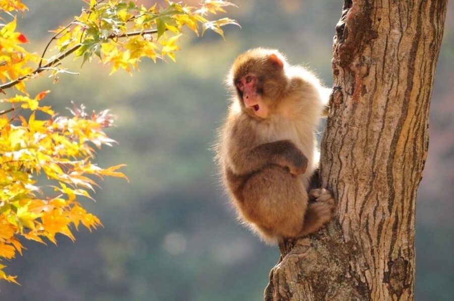 Nagano: Snow Monkeys, Zenkoji Temple & Sake Day Trip - Key points to know before booking