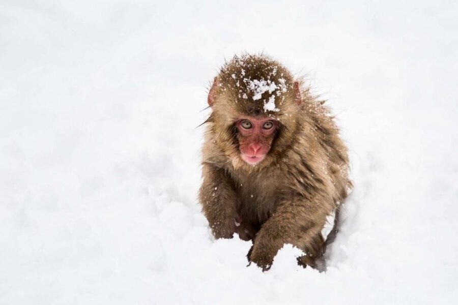 Nagano: Snow Monkeys, Zenkoji Temple & Sake Day Trip - Should you book this Nagano day trip?