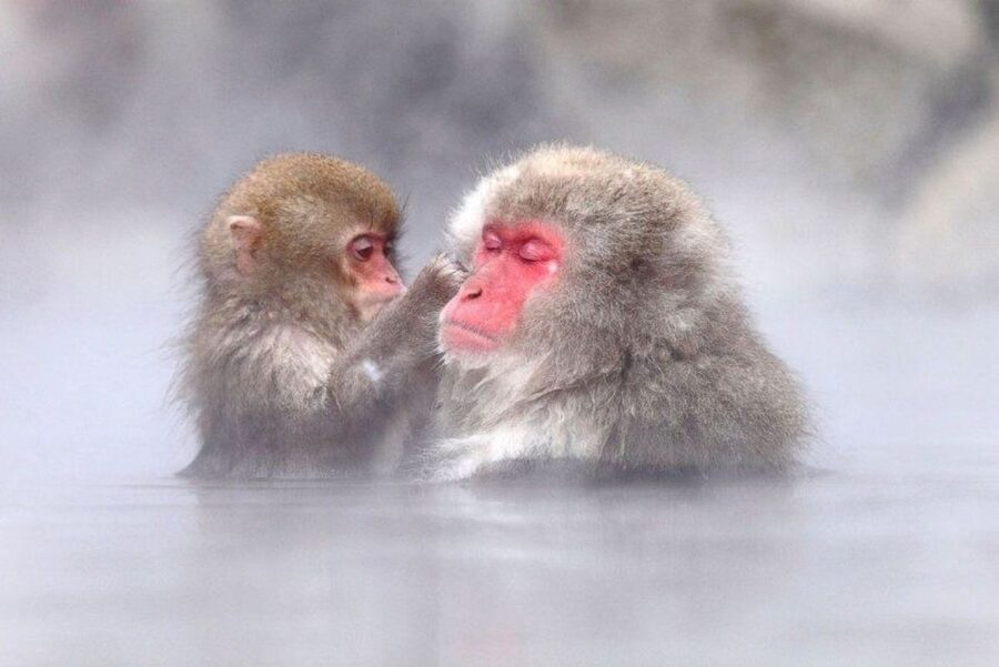 Nagano: Snow Monkeys, Zenkoji Temple & Sake Day Trip - Sake tasting in the middle of the morning