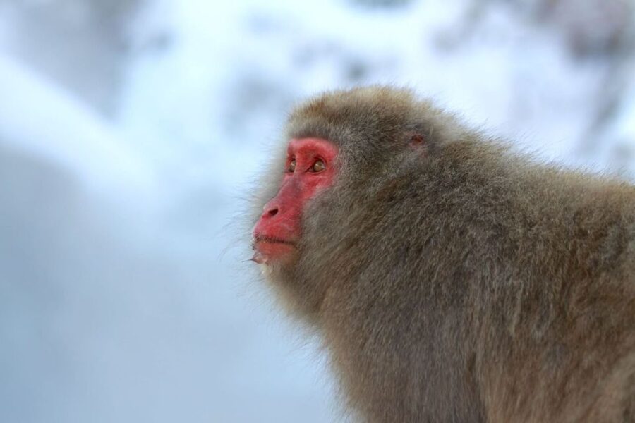 Nagano: Snow Monkeys, Zenkoji Temple & Sake Day Trip - A proper Nagano lunch before the forest walk