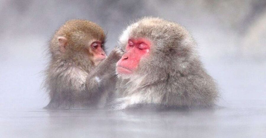 Nagano: Snow Monkeys, Zenkoji Temple & Sake Day Trip - A private car changes the Nagano day