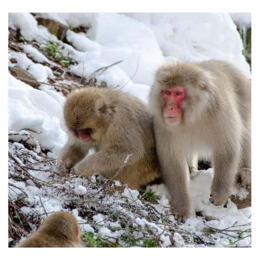 Nagano/Tokyo: Snow Monkey and Zenkoji Temple Private Tour - Why the Snow Monkeys Are Worth the Long Ride
