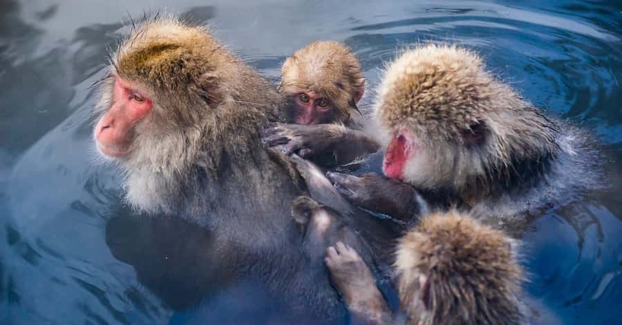 Nagano/Tokyo: Snow Monkey and Zenkoji Temple Private Tour - Is This Nagano Tour a Good Buy?