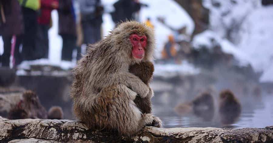 Nagano/Tokyo: Snow Monkey and Zenkoji Temple Private Tour - Zenkoji Temple and Nagano’s Spiritual Center