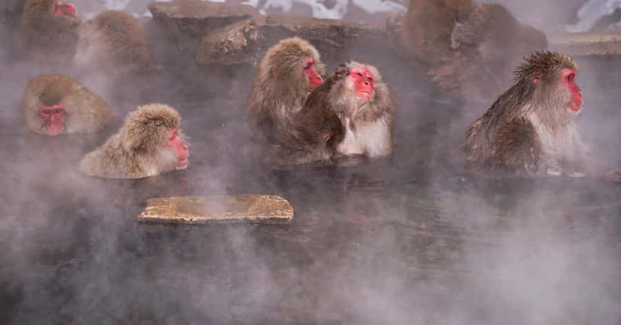 Nagano/Tokyo: Snow Monkey and Zenkoji Temple Private Tour - Shibu Onsen: A Walk Through Old Hot-Spring Japan