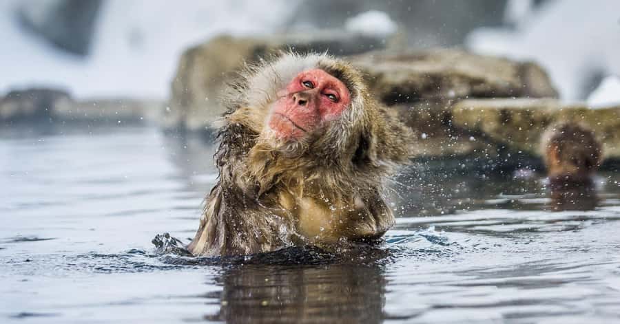 Nagano/Tokyo: Snow Monkey and Zenkoji Temple Private Tour - Yamanochi and the Nagano Mountain Region
