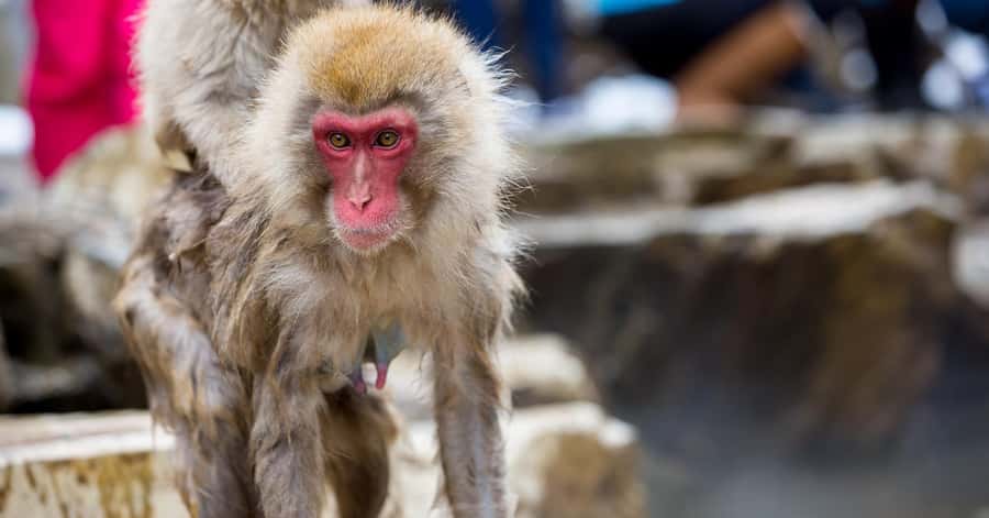 Nagano/Tokyo: Snow Monkey and Zenkoji Temple Private Tour - The Vehicle and the Real Cost of a Tokyo Day Trip