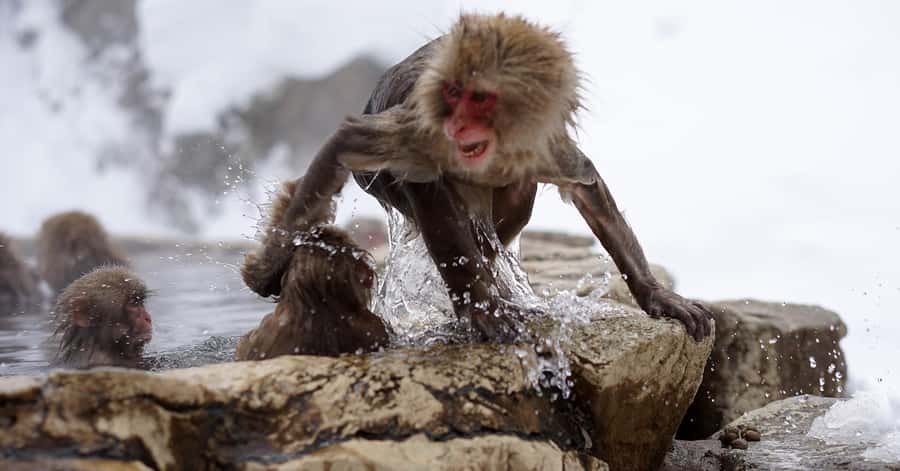 Nagano/Tokyo: Snow Monkey and Zenkoji Temple Private Tour - How to Shape the Day Without Chasing Every Stop