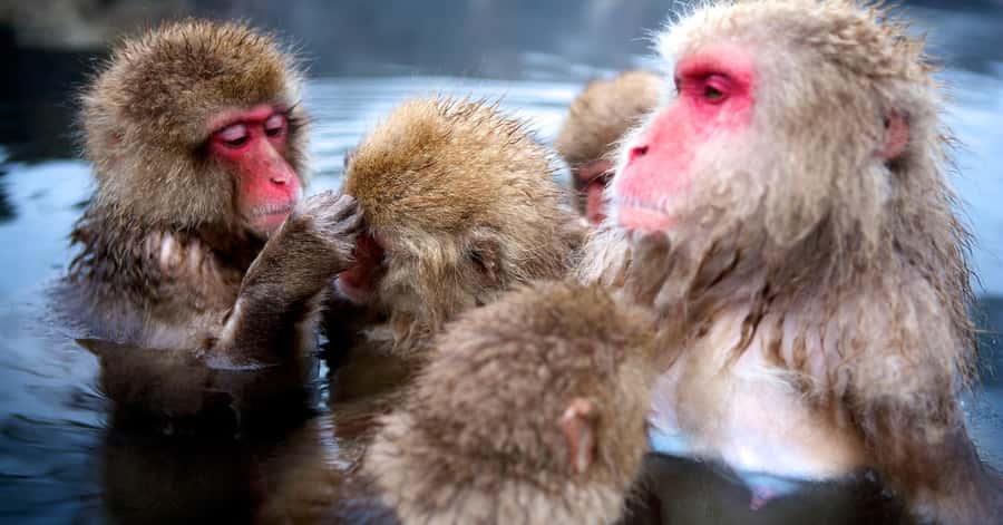 Nagano/Tokyo: Snow Monkey and Zenkoji Temple Private Tour - What to Bring and What to Confirm