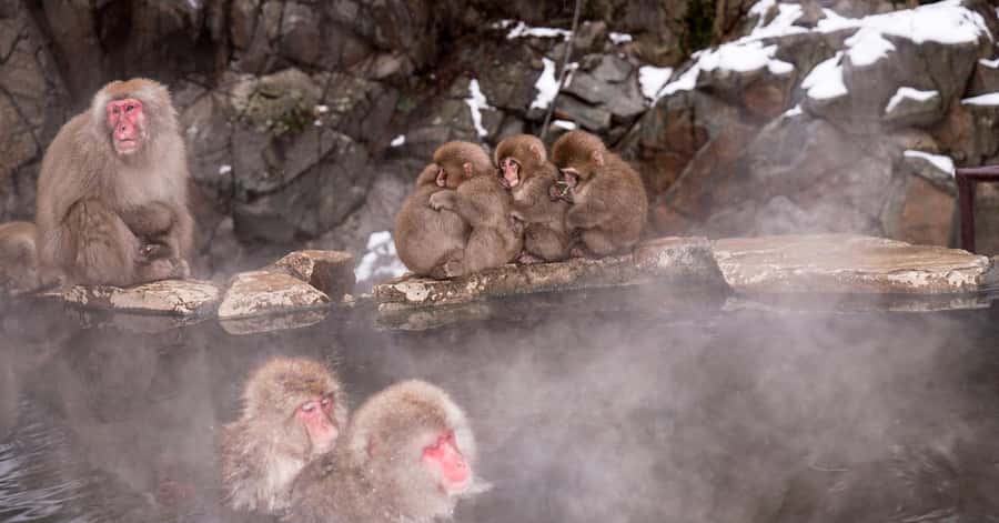 Nagano/Tokyo: Snow Monkey and Zenkoji Temple Private Tour - Obuse, Hokusai, and a Smaller-Town Break