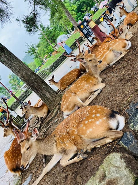 Nara: Essential Private Tour with Deer Park and Temples - Higashimuki Shopping Street: a short local introduction
